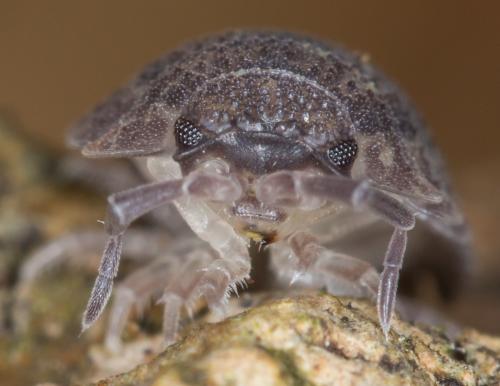 Porcellio scaber
